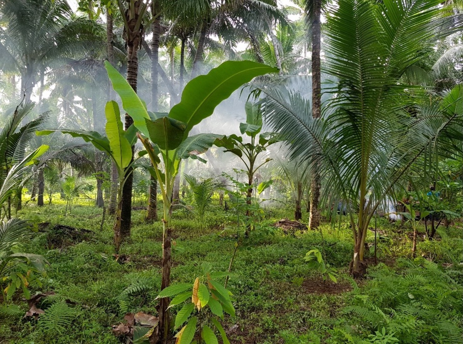 Various coconut, banana and cacao trees