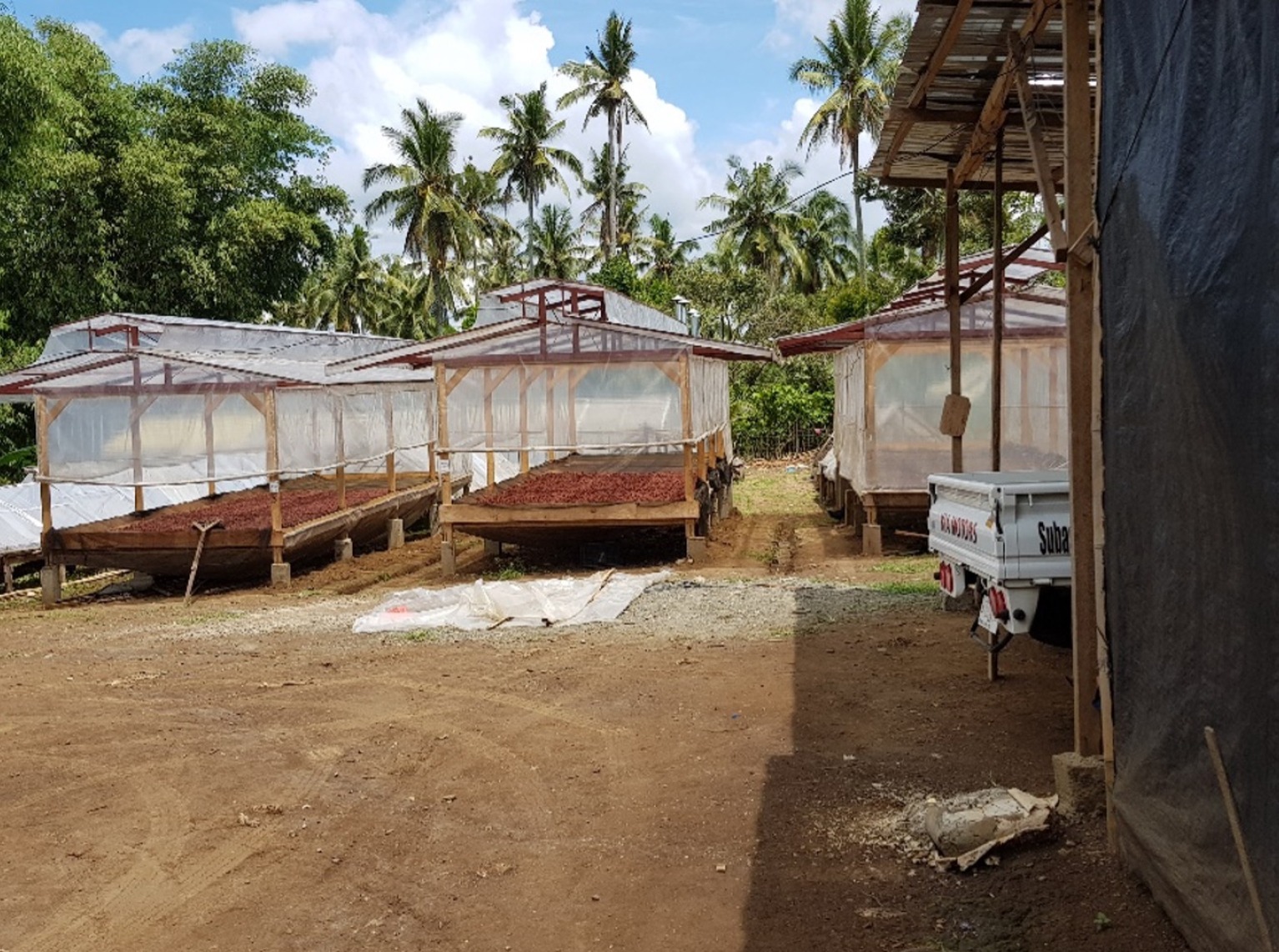 cacao beans undergoing quality fermentation and drying