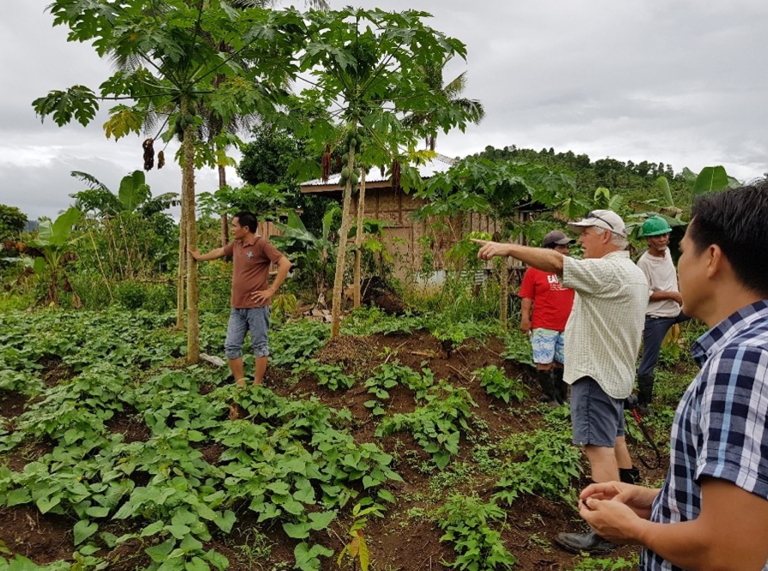 5 men standing in a cacao farm and looking where one man is pointing