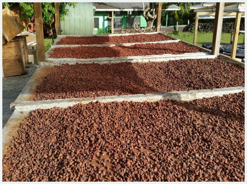 Cacao beans drying in the sun