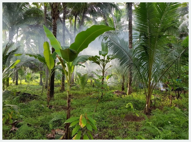 Various coconut, banana and cacao trees