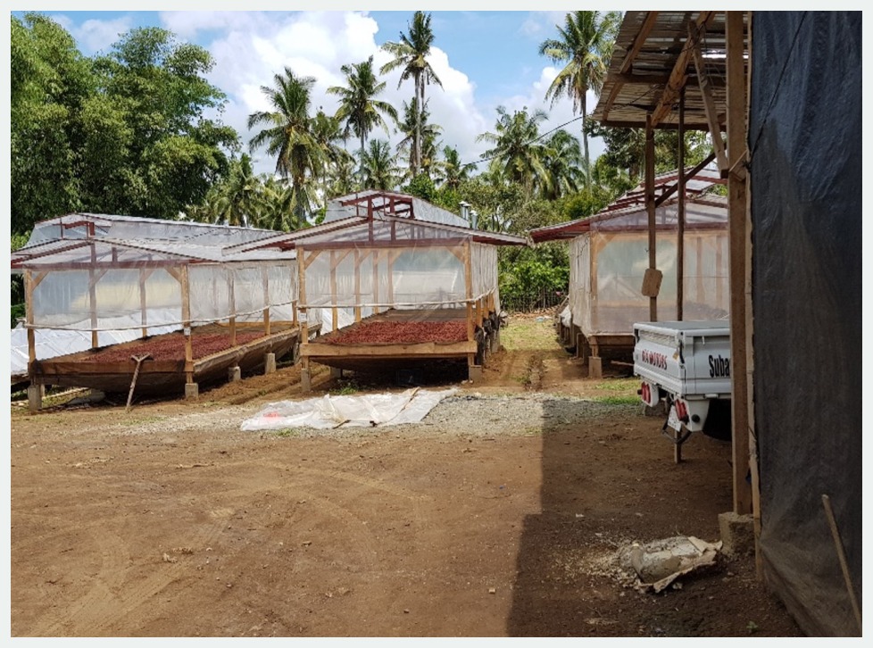 cacao beans undergoing quality fermentation and drying